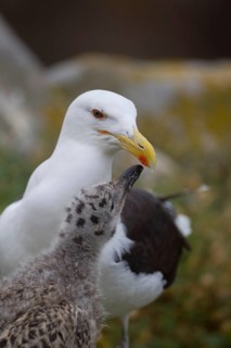 Great Black-backed Gull