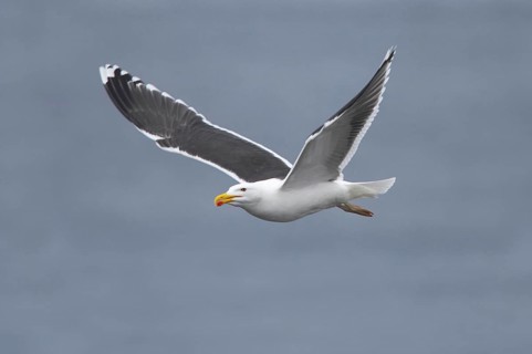 Great Black-backed Gull