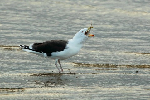 Great Black-backed Gull