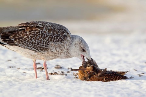 Great black-backed gull