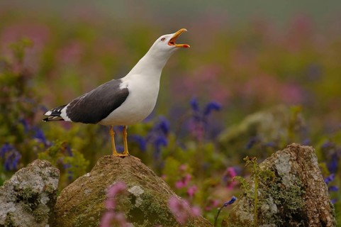 Lesser black-backed gull