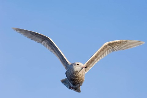 Glaucous gull