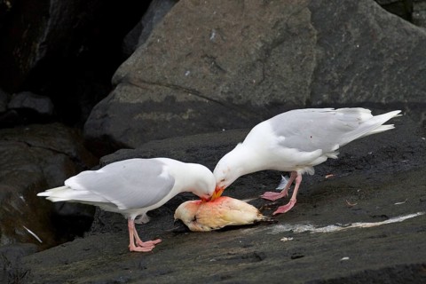 Glaucous Gull
