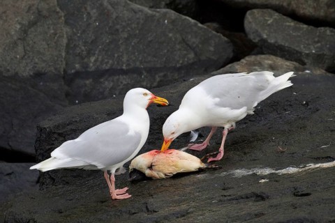 Glaucous Gull