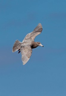 Glaucous Gull