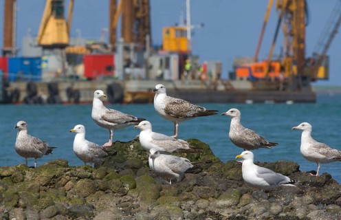 European herring gull