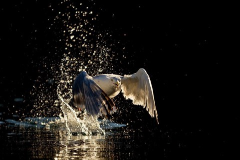 European herring gull