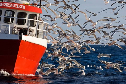 European herring gull