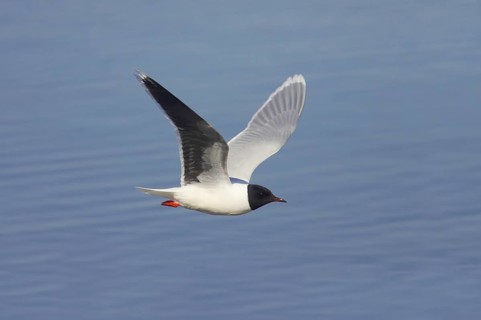 Hydrocoloeus minutus