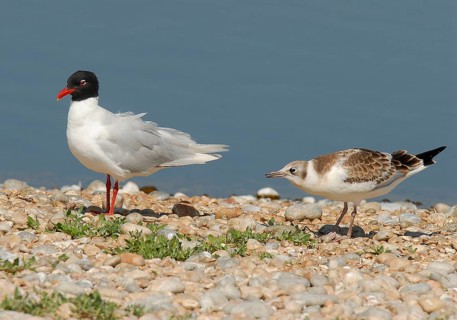 Mediterranean gull