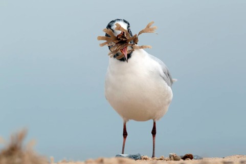 Adult mediterranean gull