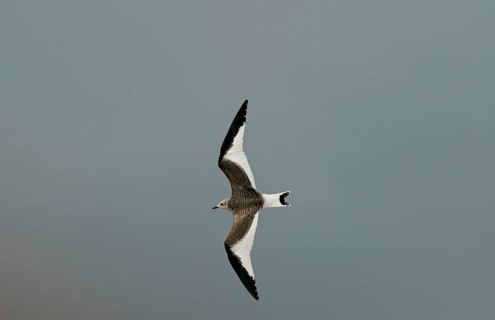 Sabine's Gull