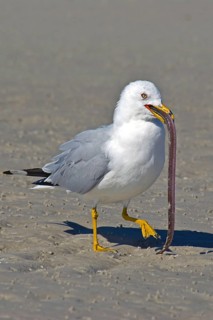 Ring-billed Gull Ring-billed Gull
