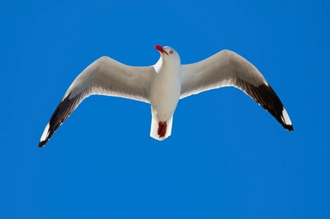 White-headed Black-headed Black-headed Gull