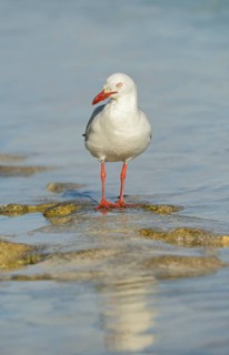 White-headed Black-headed Black-headed Gull
