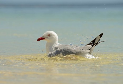 White-headed Black-headed Black-headed Gull