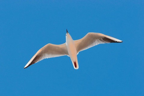 Slender-billed gull