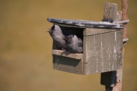 Jackdaw