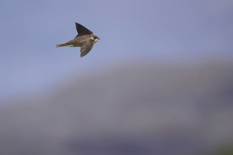 Sand martin