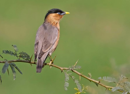 Brahminy starling