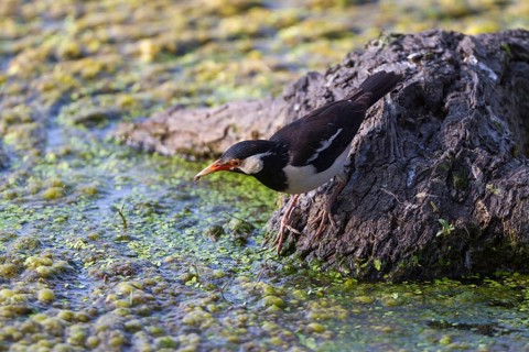 Asian Pied asian pied starling