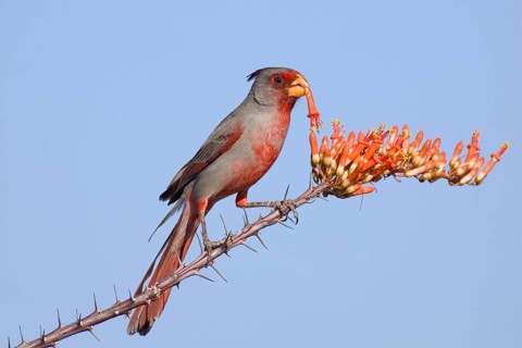 Pyrrhuloxia