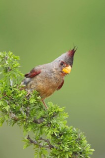 Pyrrhuloxia sinuatus