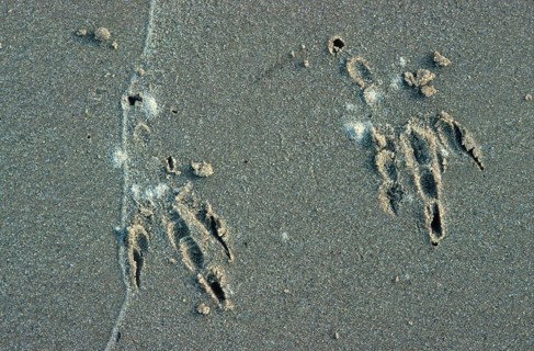 Tracks of common ravens