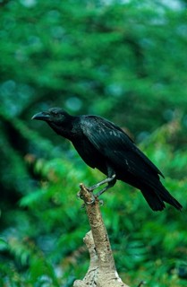 Fan-tailed raven