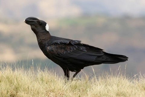 Archraven