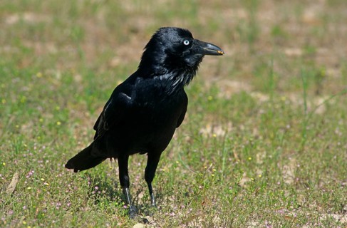 Australian raven