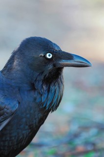 Australian raven