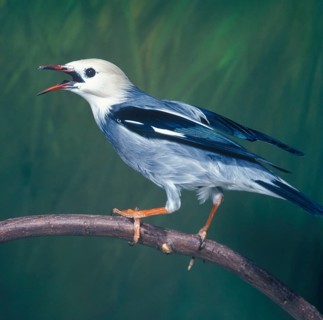 Silky Starling