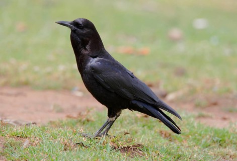 Cape crow