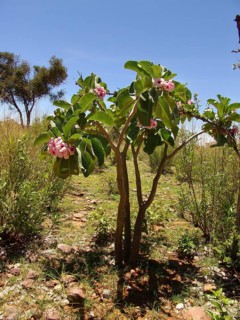 Poison dart plant