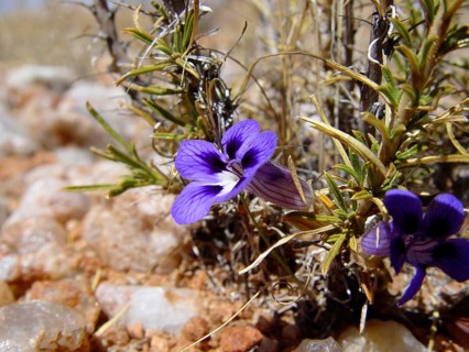 Karo violets