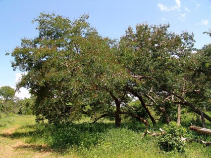 Zambezi Rhodesian Teak