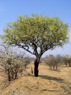 White trunk