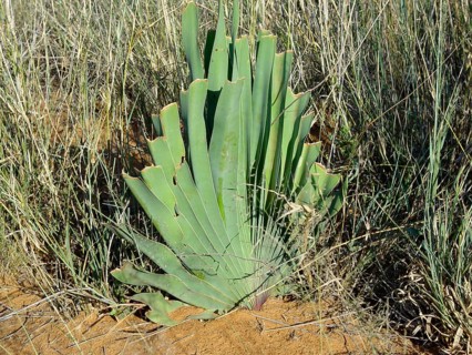 Bushman Poison Onion