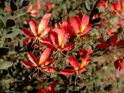 Waxflower