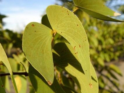 Mopane tree