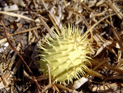 (Anguria) cucumber, hedgehog cucumber