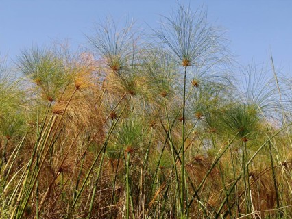 Papyrus