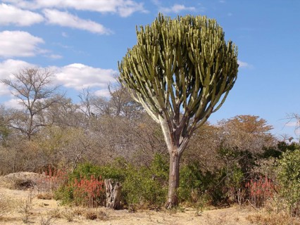 Candelabra spurge