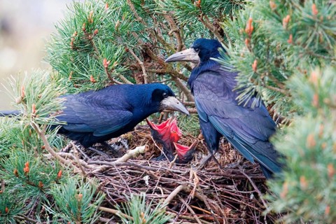 Rook