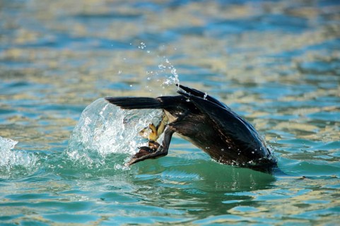 European Shag