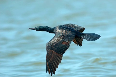 Indian cormorants