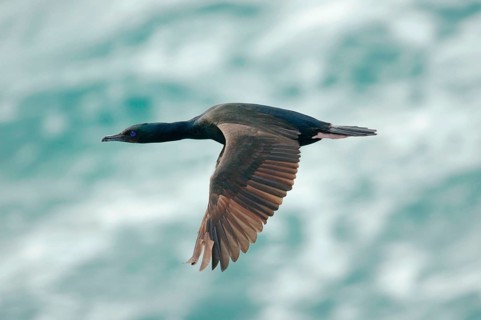Stewart Island Shag