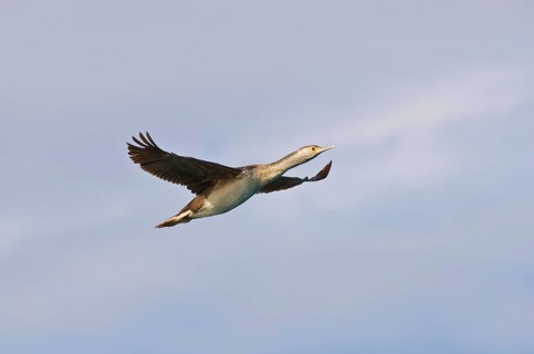 Spotted shag