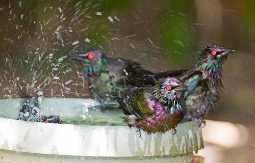 Metallic starling